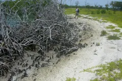 Fringing mangroves in Belize killed were smothered and killed by dredge material.