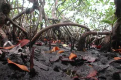 Mangrove roots help to build the peat underlying mangrove islands and protect against erosion.