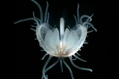 Juvenile Clam with Tentacles