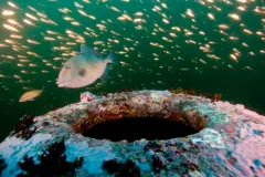 Fish swim around the wreck of the HMT Bedfordshire, an Arctic fishing trawler that was converted into an anti-submarine warship during World War II, and sunk off the coast of North Carolina.