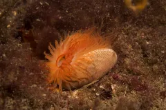 Flame shells live in enormous colonies, but hidden in nests.