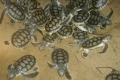 Unlike the other six species of marine turtle, the Australian flatback (Natator depressus) has a very limited distribution, found only from northern Australia to Papua New Guinea/Indonesia and it only breeds in Australia. Flatback turtles tend to spend mos