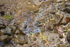 Oil leaks from cars and other vehicles contribute to ocean pollution.