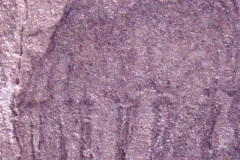 This jellyfish fossil is from the Cambrian period, more than 500 million years ago.