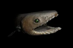 A strange looking frilled shark smiles at the camera.