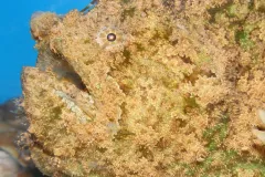 The frogfish uses camouflage to hide from predators. 