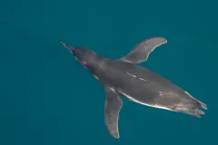When seen from below a white belly better blends in with light-filled surface waters while from above a black back looks similar to the dark hues of the deep ocean.
