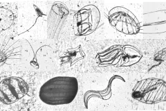 Individual black and white images of a variety of gelatinous zooplankton. 