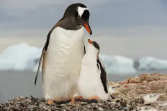 Gentoo penguin mother with her chick in Antarctica.