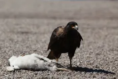 A gentoo penguin chick killed by a bird of prey. 