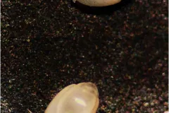 Small foram shells in seafloor sediment. 