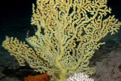 Gerardia, or gold coral, species often have a tree-like shape, as evident in this specimen. 