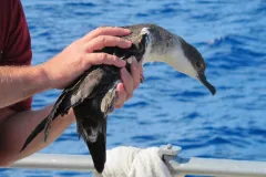 When Great Shearwaters are blown ashore by strong winds and storms, they have to be taken to a rehabilitation center before being released back to the ocean.