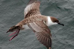 An 'austral' or southern breeder, Great Shearwaters (Ardenna gravis) migrate from breeding islands far to the south in the Atlantic before traveling to the Northern Atlantic to feed.