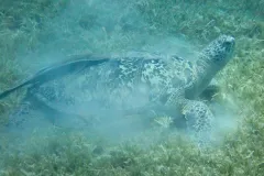 Adult green sea turtles spend most of their time grazing in seagrass meadows.