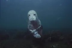 A Grey Seal (Halichoerus grypus) poses in the waters off Acadia National Park in Maine.&nbsp;