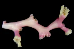 White growth emerges from a deep-sea coral sample stained pink to enable ocean scientists to measure its growth rate. 
