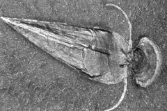 A fossil imprint of Haplophrentis carinatus with two oar-like appendages. 