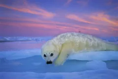 A harp seal pup rests on the ice at sunset in the Gulf of St. Lawrence, Canada.