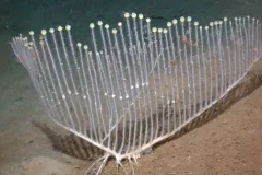 How Many Nights of Hanukkah? A harp has its own place in holiday music, but we also think this sponge looks like a super-sized menorah! This newly-discovered carnivorous sponge (Chondrocladia lyra)&nbsp;was found using robotic submersibles operated by the 
