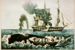 Whalers harpoon a right whale