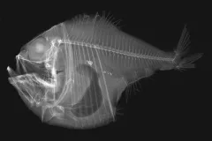 Tropical hatchetfish, like the one shown in this X-ray photograph, live in the dark depths of the ocean. Like many other deep-sea fishes, they have large eyes and bioluminescent spots on their bellies.