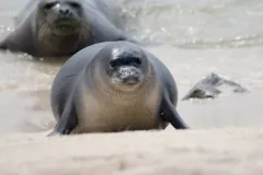 Hawaiian monk seal comes ashore