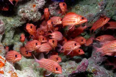 A school of Hawaiian squirrelfish. 
