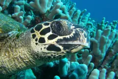 Hawksbill turtles (Eretmochelys imbricata) are small to medium-sized turtles, but can get as large as 200 lbs (91 kg). Adults live among healthy coral reef communities, feeding primarily on sponges, but they also eat other invertebrates like sea cucumbers,