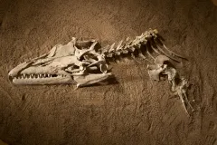 Fossil mosasaur skull and partial skeleton sitting in what looks like the dirt it was excavated from.