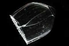 Jellies in the Class Hydrozoa are transparent and easily overlooked.