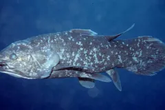 a live coelacanth