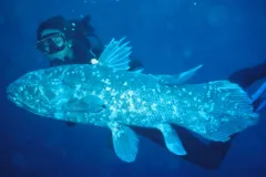 a diver swims with a coelacanth fish