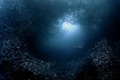 A tornado of sardines swirls around diver and photographer Erwin Poliakoff in the Philippines.