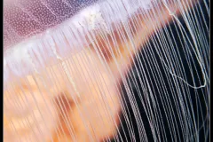 Up close look at thin tentacles of a jellyfish.