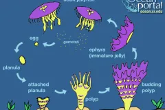 Throughout their lifecycle, jellyfish take on two different body forms: medusa and polyps. Polyps can reproduce asexually by budding, while medusae spawn eggs and sperm to reproduce sexually.