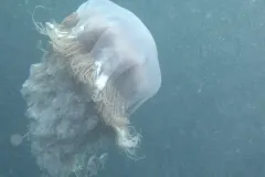 A large, white jellyfish floats through murky water 