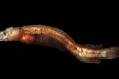Bignose Fish, a mysterious deep sea creature