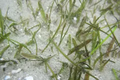 A close-up image of Johnson's seagrass growing in sand. 