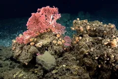 Bright bubblegum coral sits on a brown, hard substrate. 