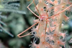 A pink and red crustacean sits on a pink octocoral. 