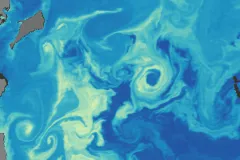 Scientists use satellite images of the ocean to estimate chlorophyll concentrations in the water. You can see the yellow swirls of phytoplankton concentrated at the sea surface in this image. 