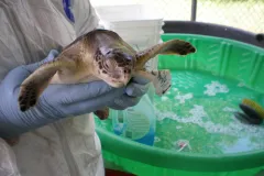 A young Kemp's ridley sea turtle in recovery. 