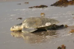 Kemp’s ridley turtles (Lepidochelys kempii) are the smallest sea turtles, weighing only 100 lbs (45 kg). Adults spend most of their time in shallow coastal areas in places with mud, sand, or gravel bottoms—often in seagrass beds. They eat swimming crab