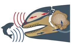 a diagram of a killer whale using echolocation