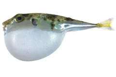 The Indo-Pacific puffer fish