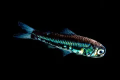 a lanternfish's scales glitter blue in a black sea
