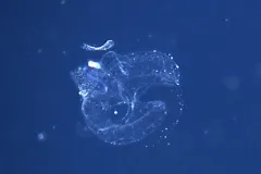 A deep-water larvacean (aka “sea tadpole”) inside its home.