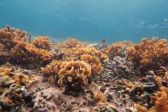 Coral reefs in shallow Panamanian waters. 