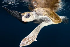 a loggerhead turtle swimming